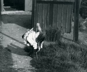 Un grand outarde exhibant ses plumes au zoo de Londres, mai 1914